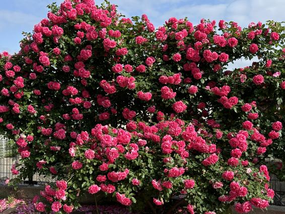 【花農丘公園・北九州市立総合農事センター】春のばらフェア-0