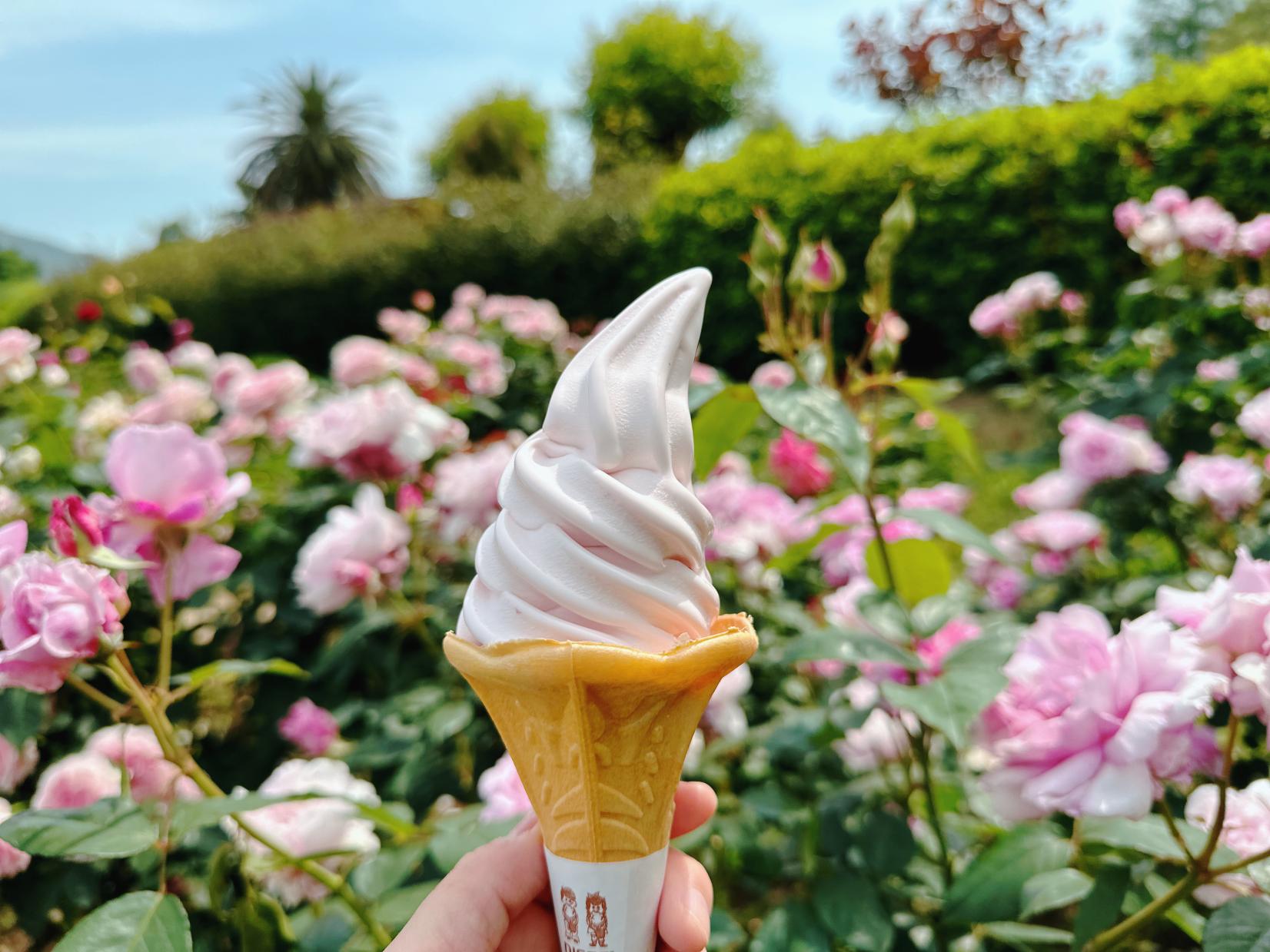 【花農丘公園・北九州市立総合農事センター】春のばらフェア-3