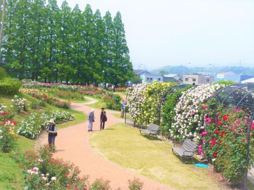 【花農丘公園・北九州市立総合農事センター】春のばらフェア-2