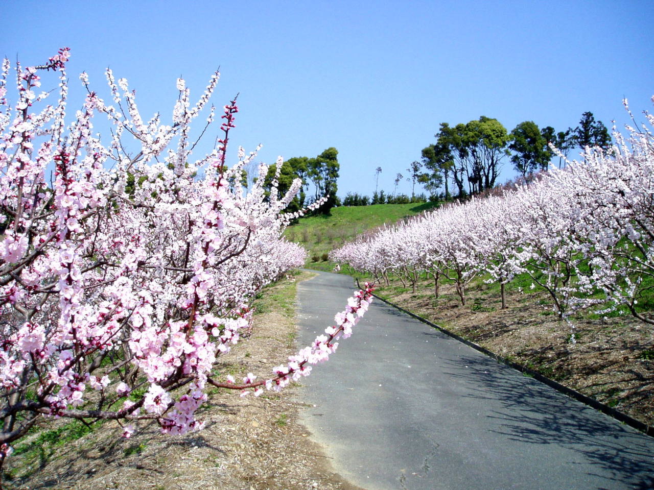 あんずの里運動公園のあんずの花-0