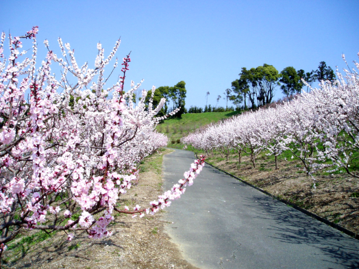 【あんずの里運動公園】あんずの花-1