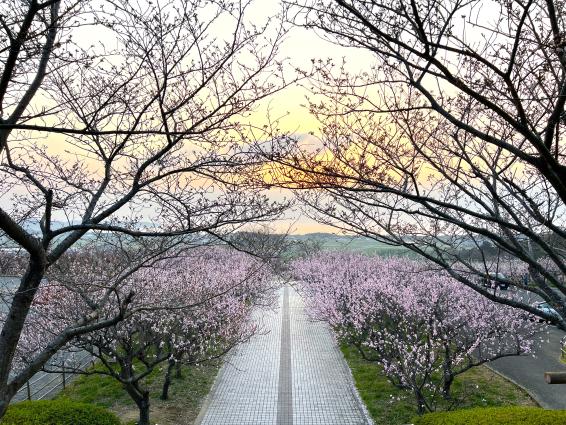 【あんずの里運動公園】あんずの花-5
