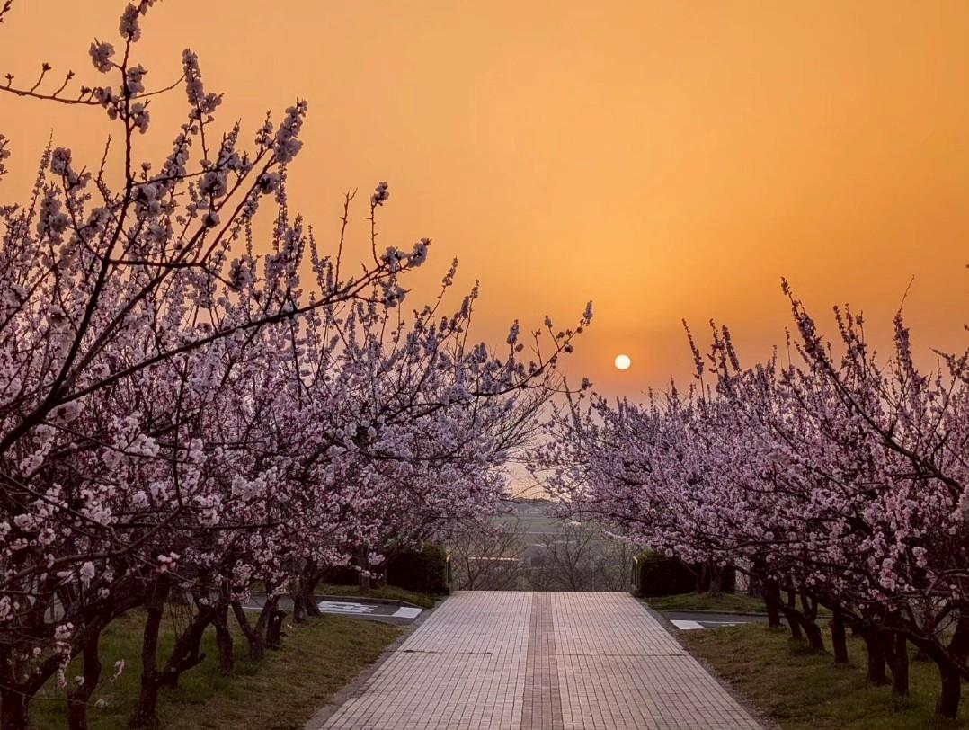 【あんずの里運動公園】あんずの花-3