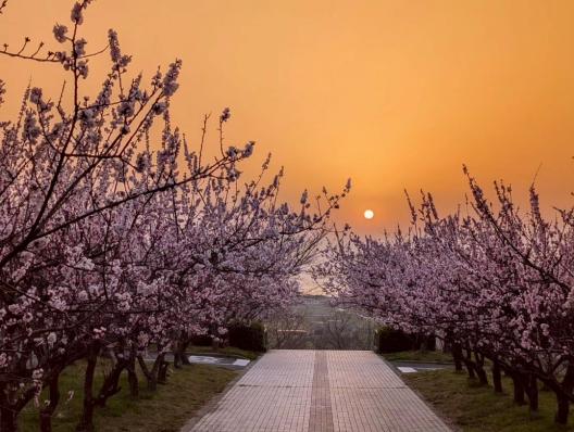 【あんずの里運動公園】あんずの花-3