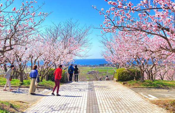 あんずの里運動公園のあんずの花-1