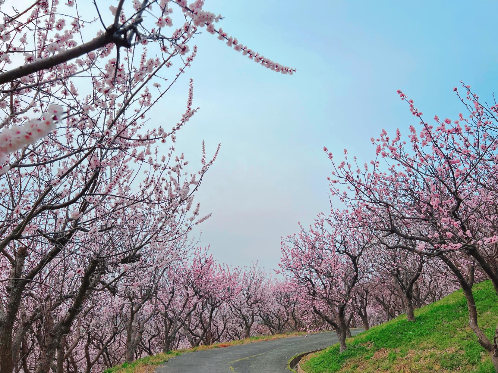 あんずの里運動公園のあんずの花-2