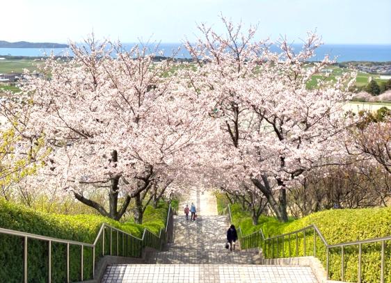【あんずの里運動公園】あんずの花-2