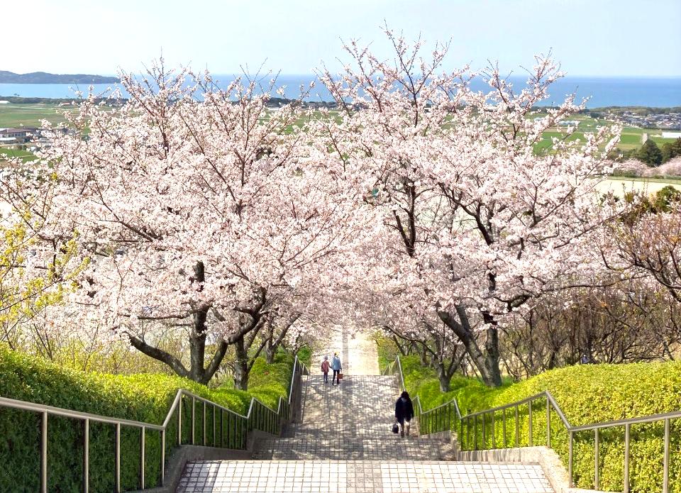 【あんずの里運動公園】あんずの花-2