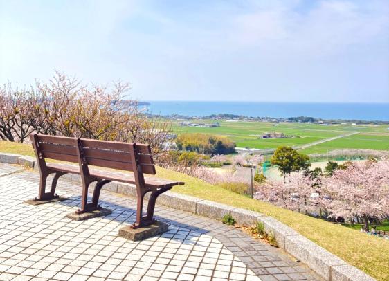 【あんずの里運動公園】あんずの花-1