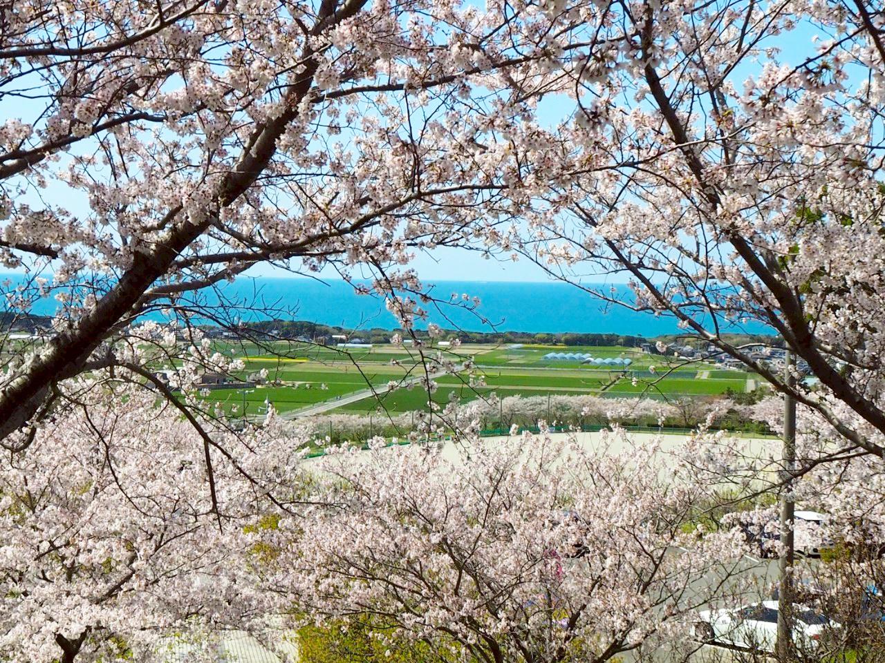 【あんずの里運動公園】あんずの花