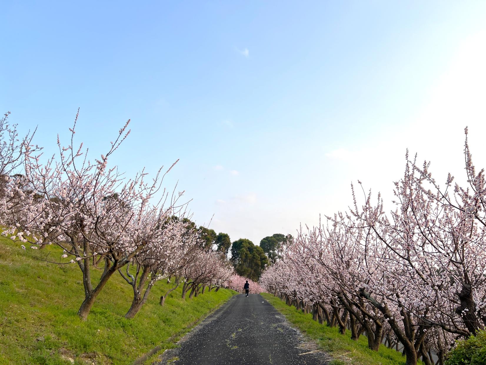 【あんずの里運動公園】あんずの花-4