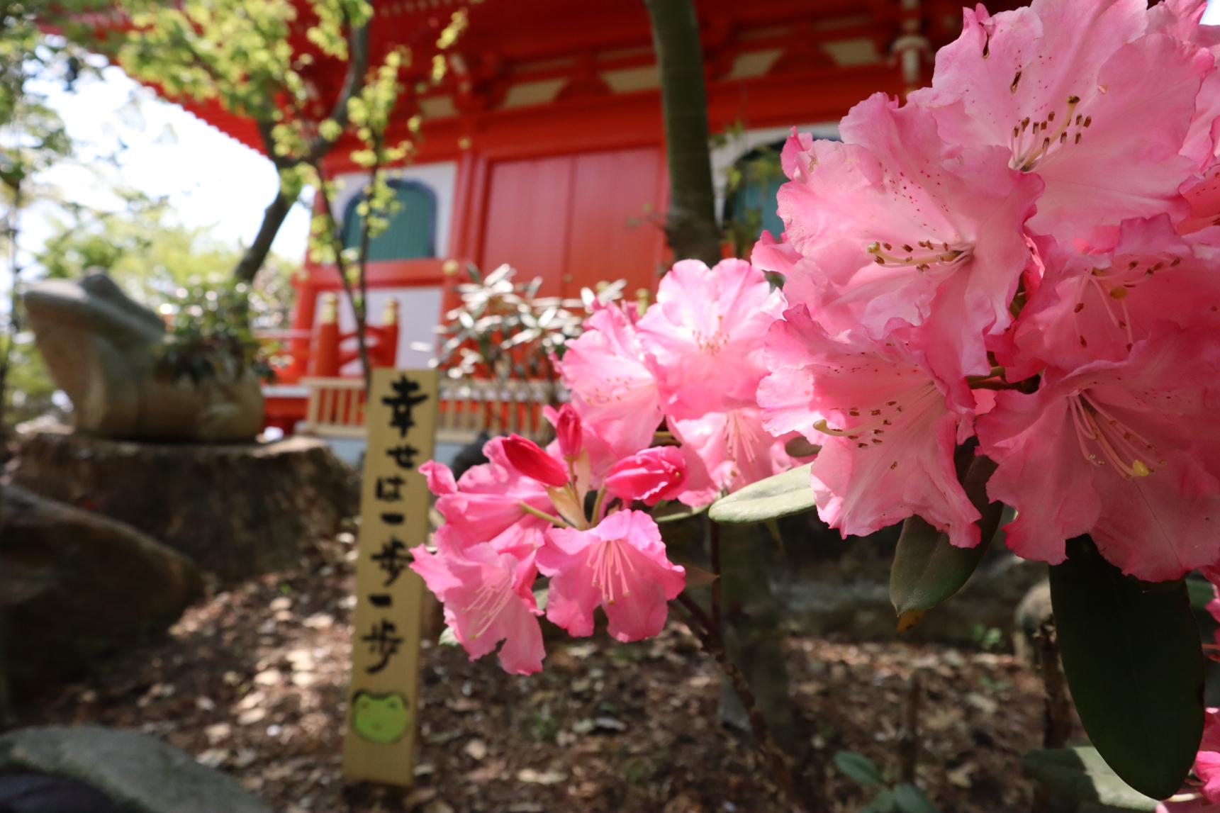 【如意輪寺（かえる寺）】しゃくなげ