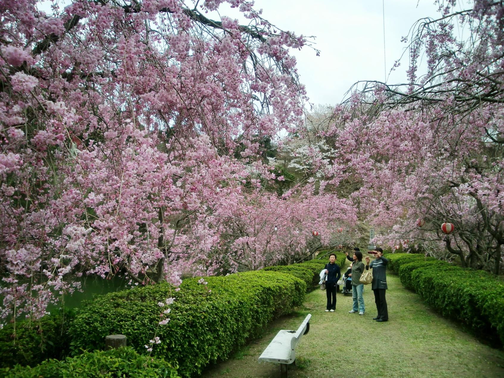 添田公園桜まつり-1