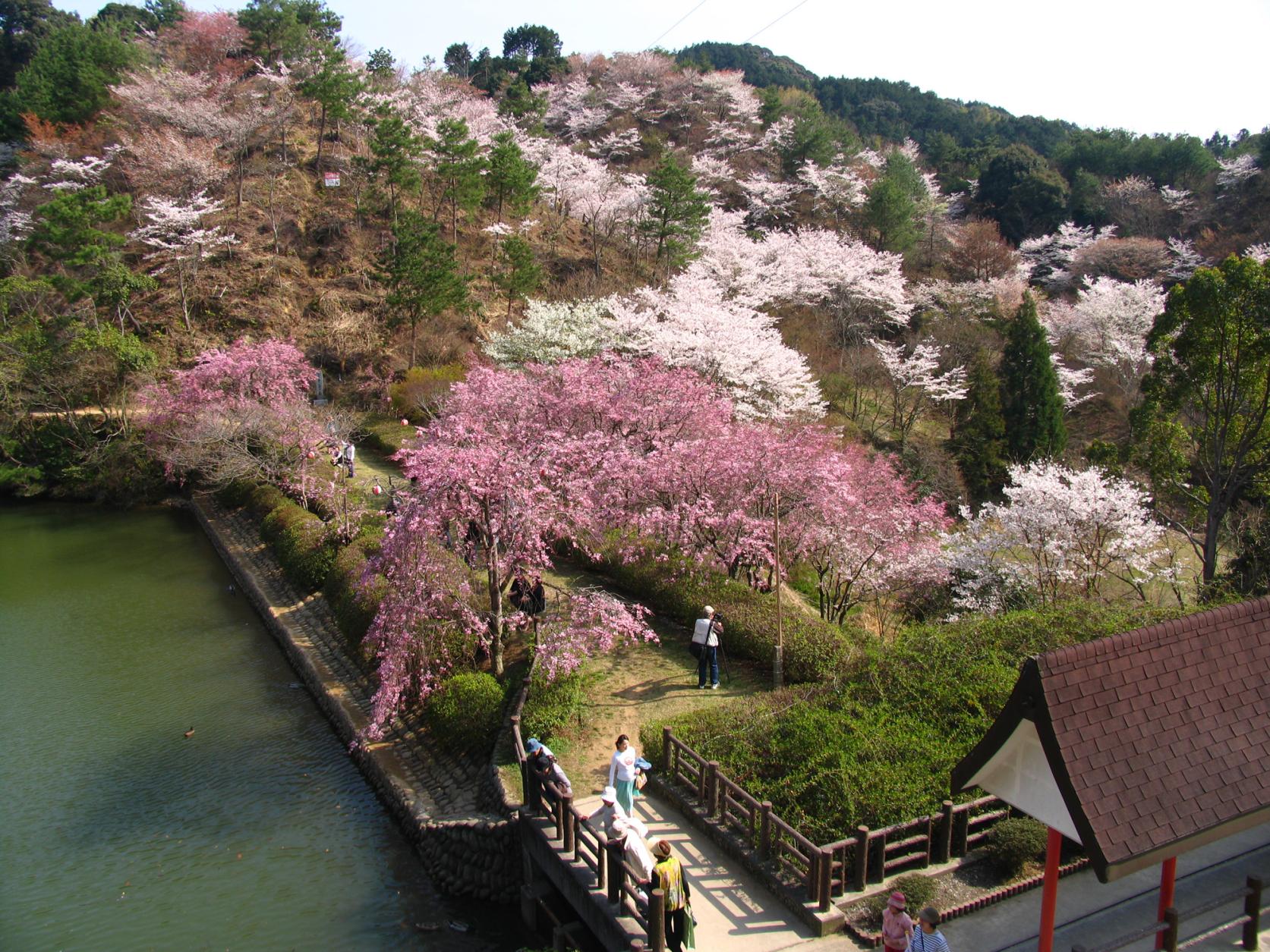 添田公園桜まつり-3