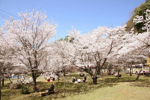添田公園桜まつり-2