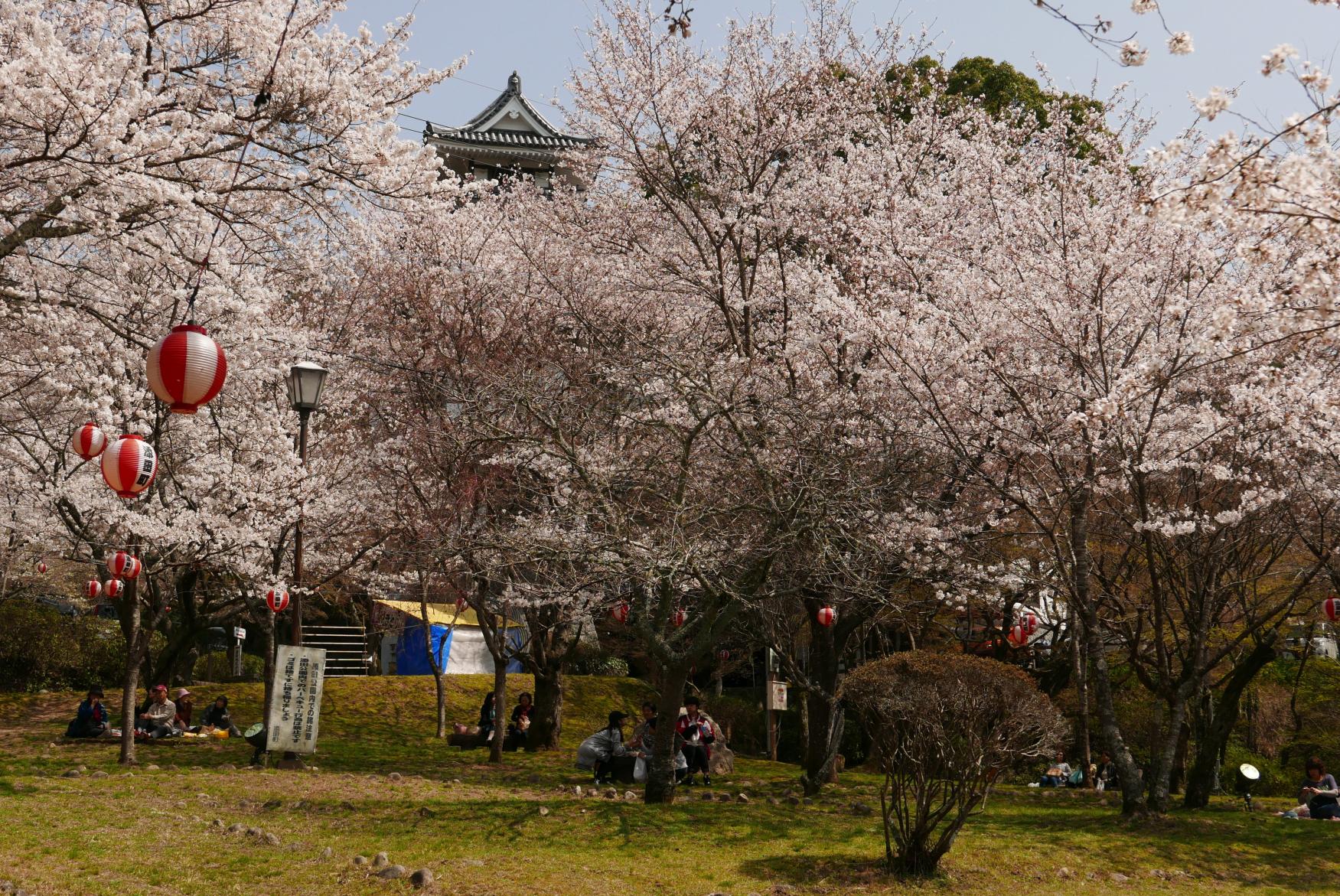 添田公園桜まつり-1