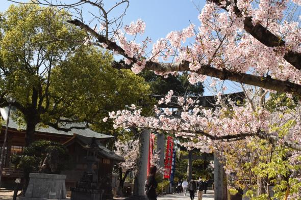 桜花まつり（宮地嶽神社）-8