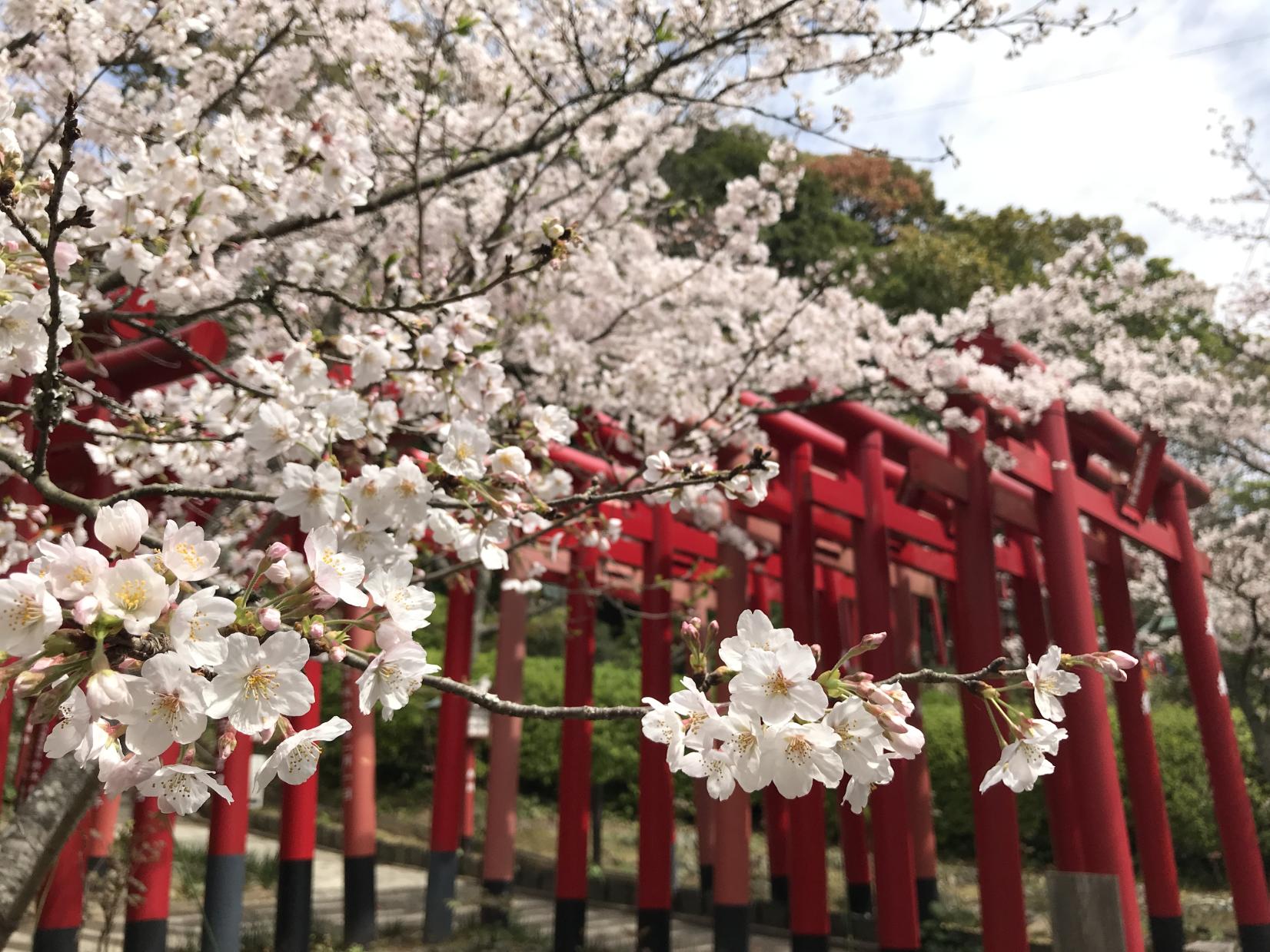 桜花まつり（宮地嶽神社）-1