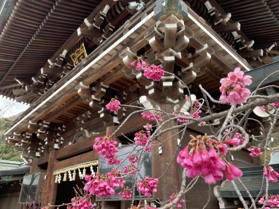 桜花まつり（宮地嶽神社）-4