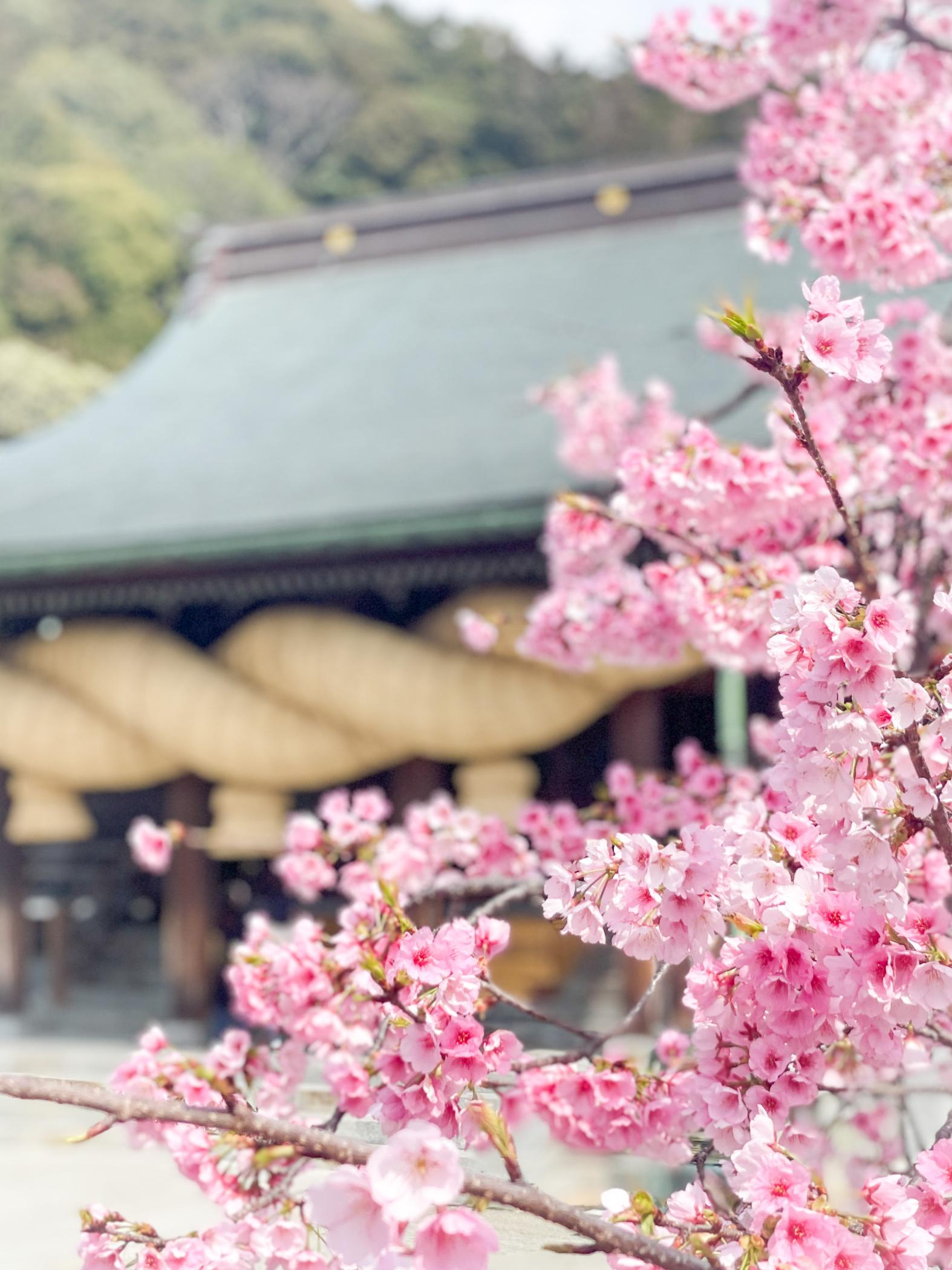 桜花まつり（宮地嶽神社）-1