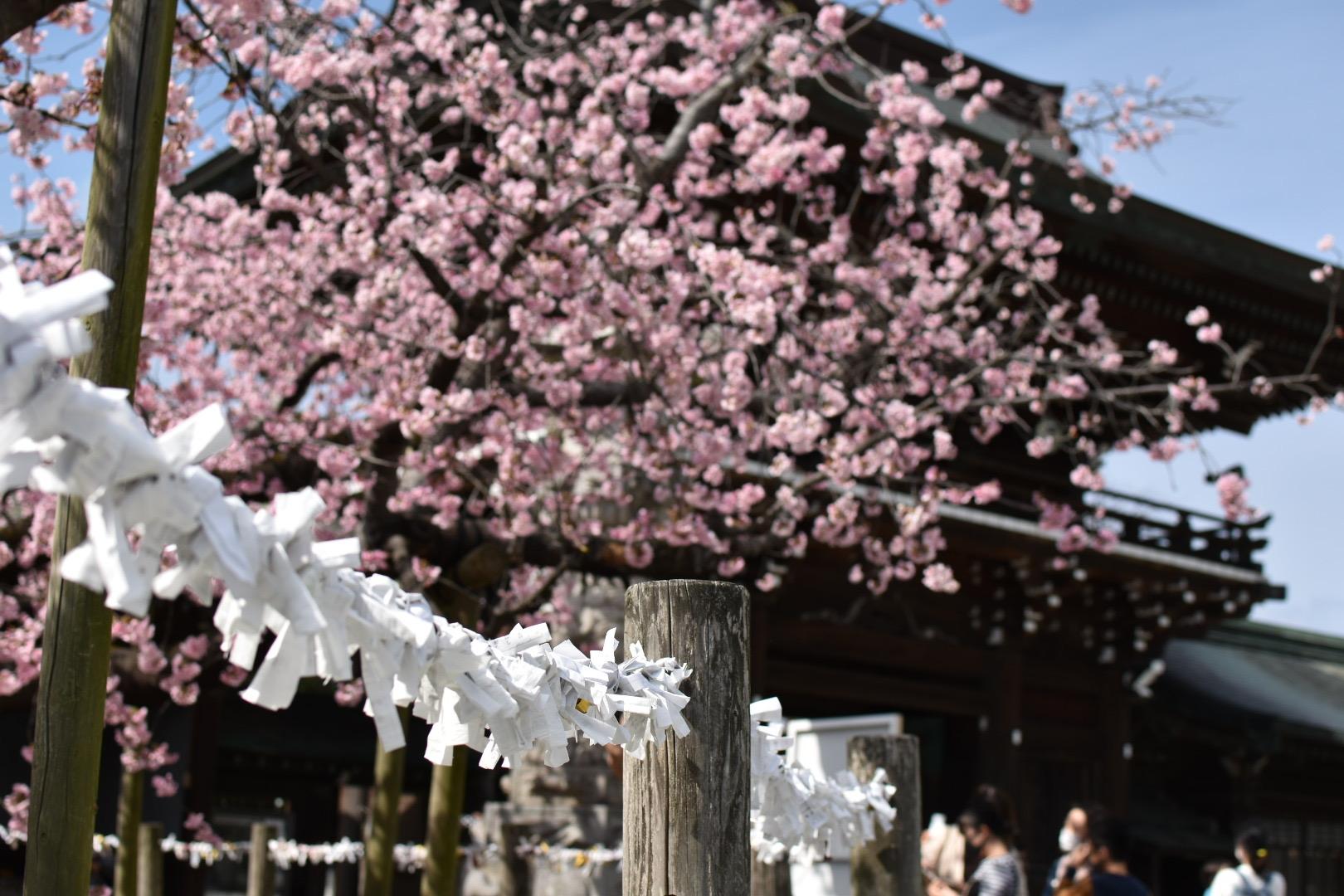 桜花まつり（宮地嶽神社）