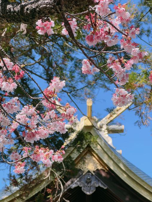 桜花まつり（宮地嶽神社）-2