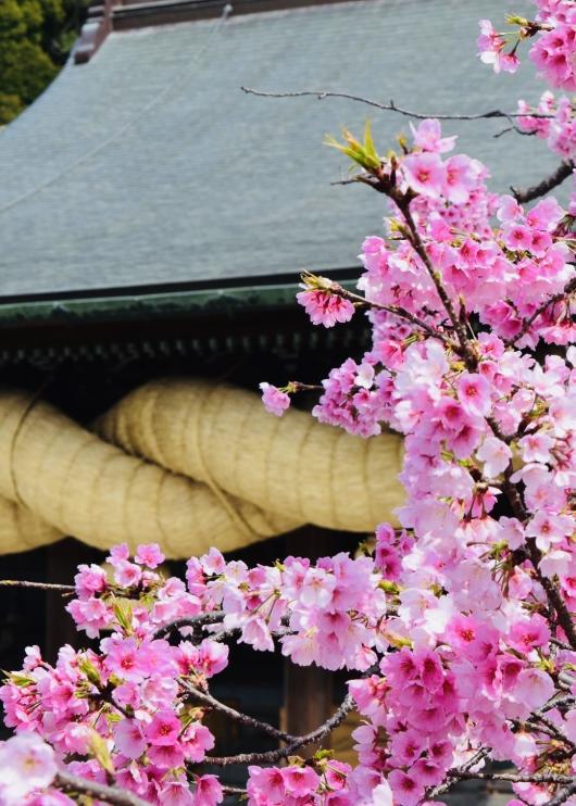 桜花まつり（宮地嶽神社）-7