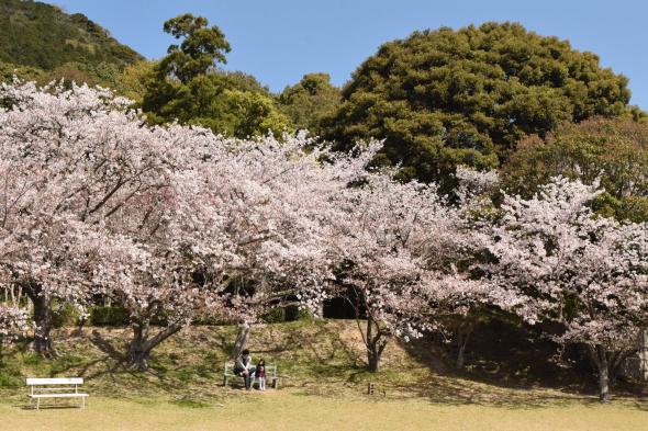 桜花まつり（宮地嶽神社）-9