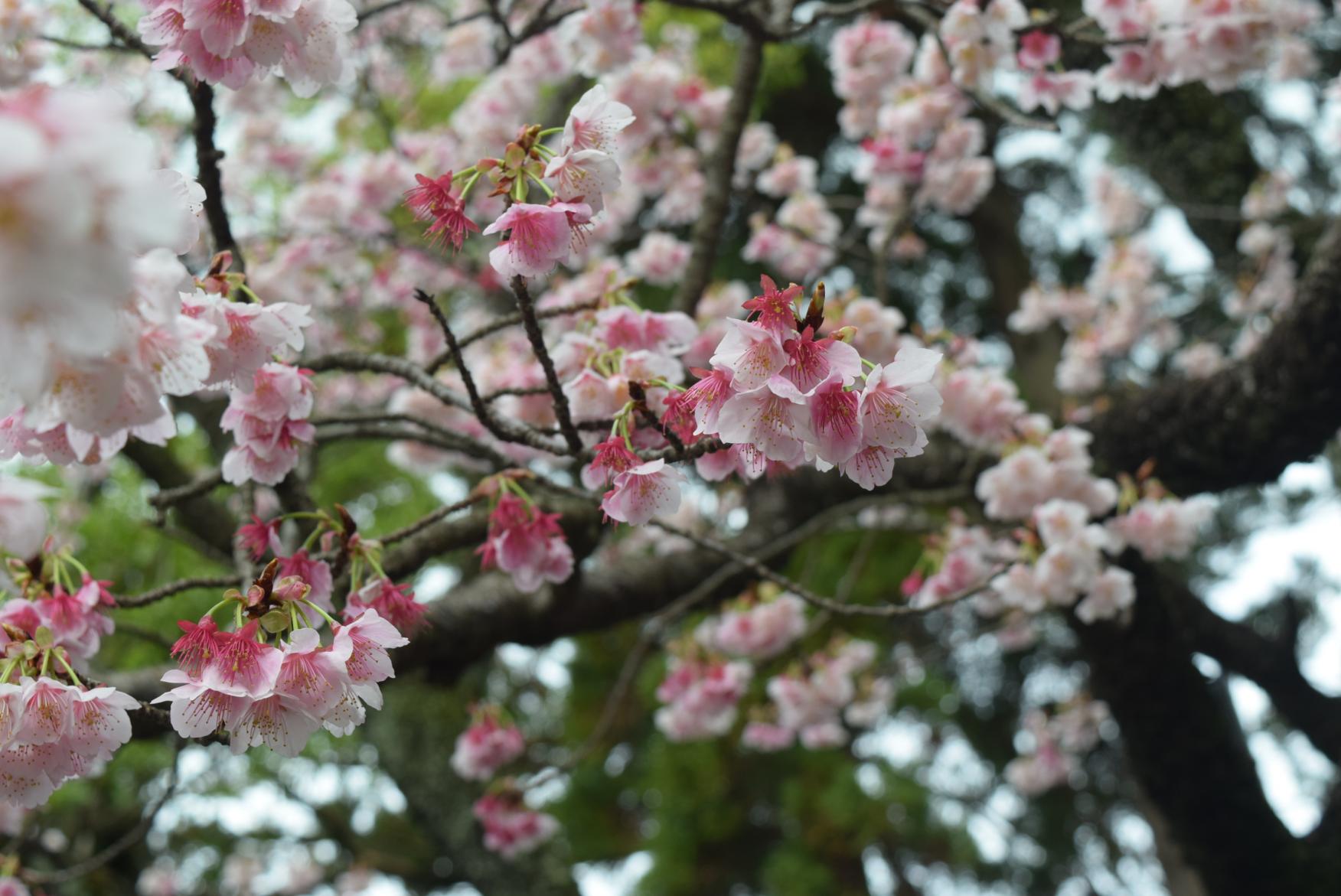 桜花まつり（宮地嶽神社）-6