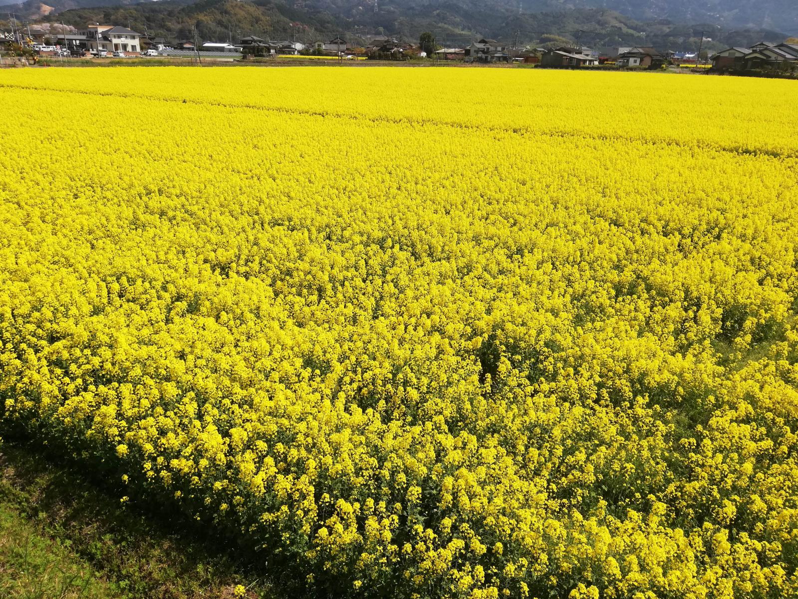 大春の里　菜の花畑