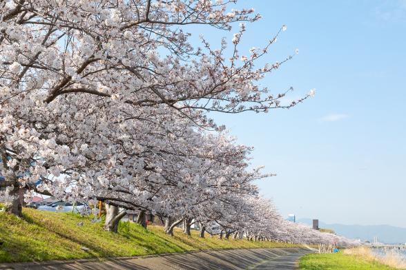 이마가와 강변-3