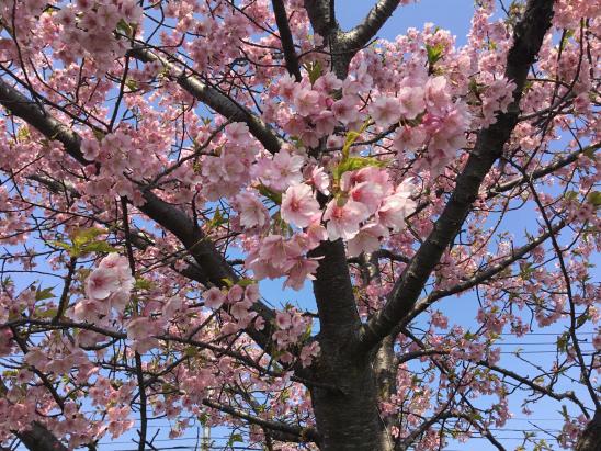 이마가와 강변-9