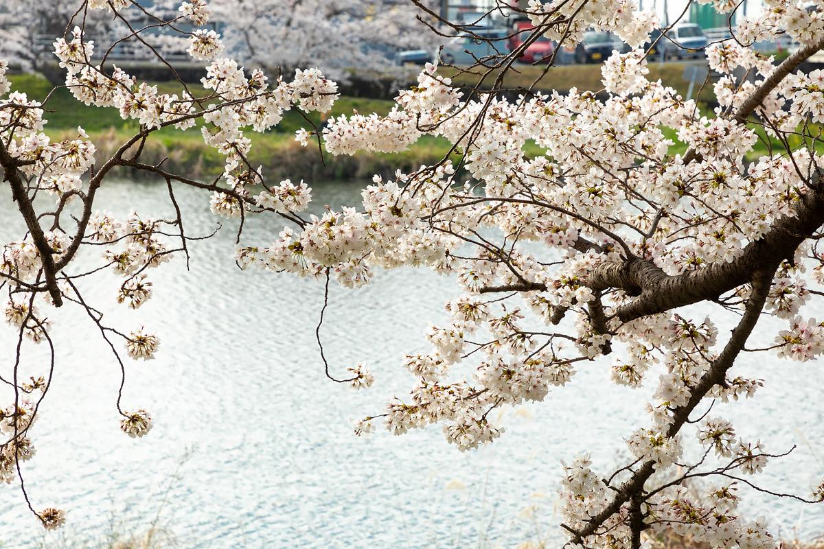 이마가와 강변-5