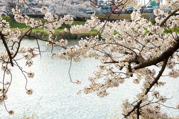 이마가와 강변-5