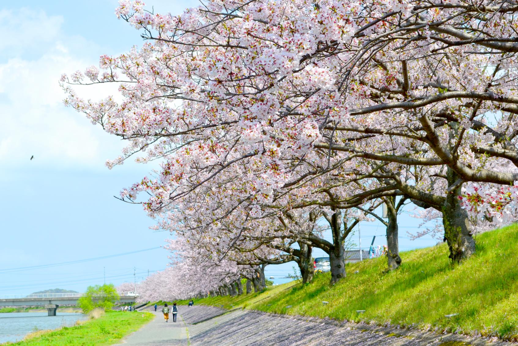 今川河畔