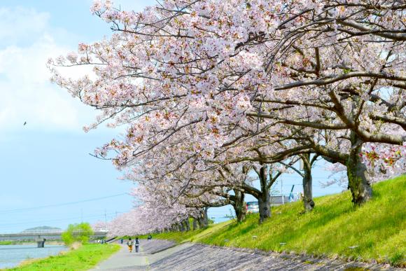 今川河畔-0