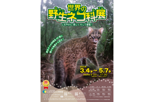 開館20周年記念 春の特別展「世界の野生ネコ科展  しなやかに、美しく、そして最強！」-1