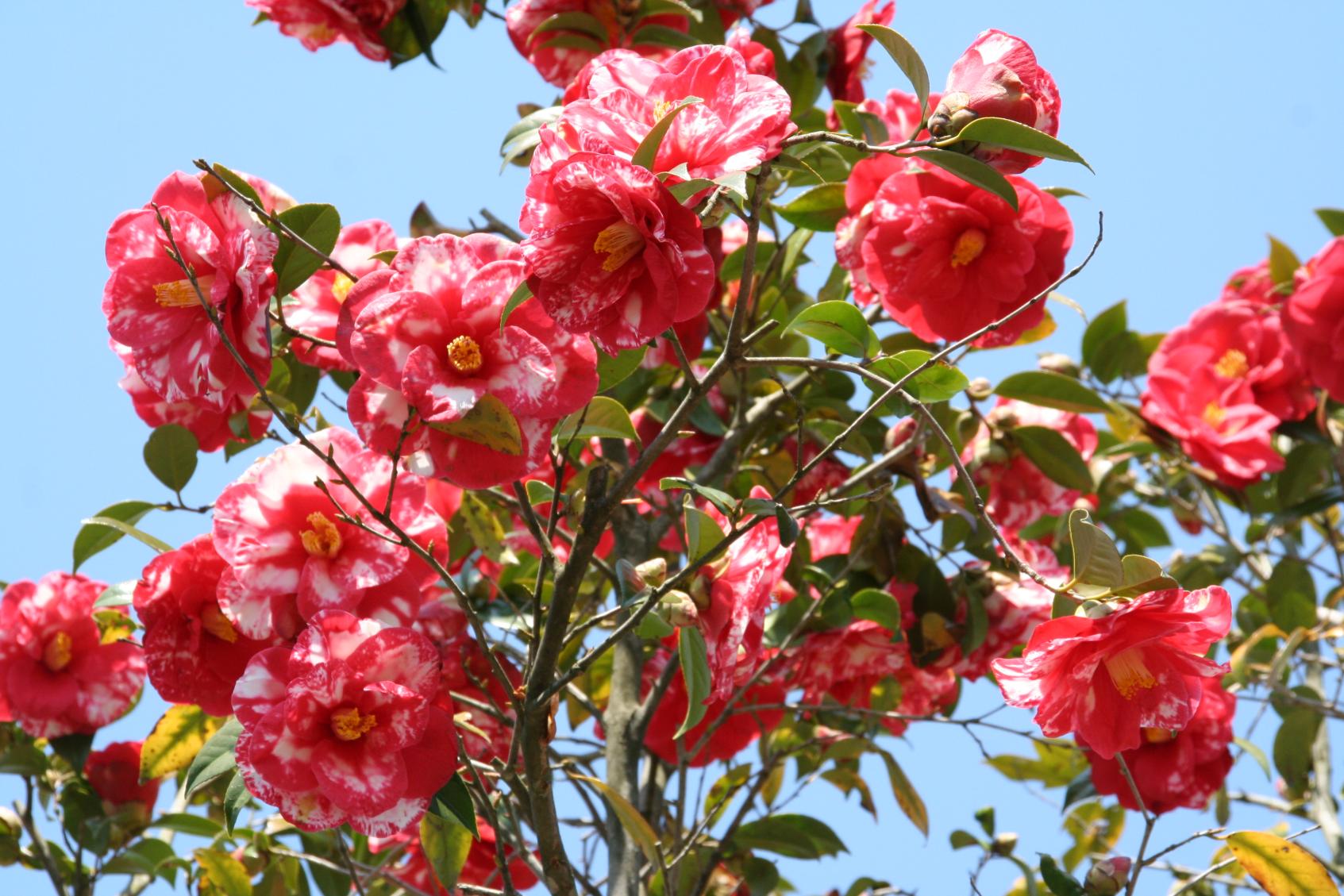 第17回 久留米つばきフェア-1