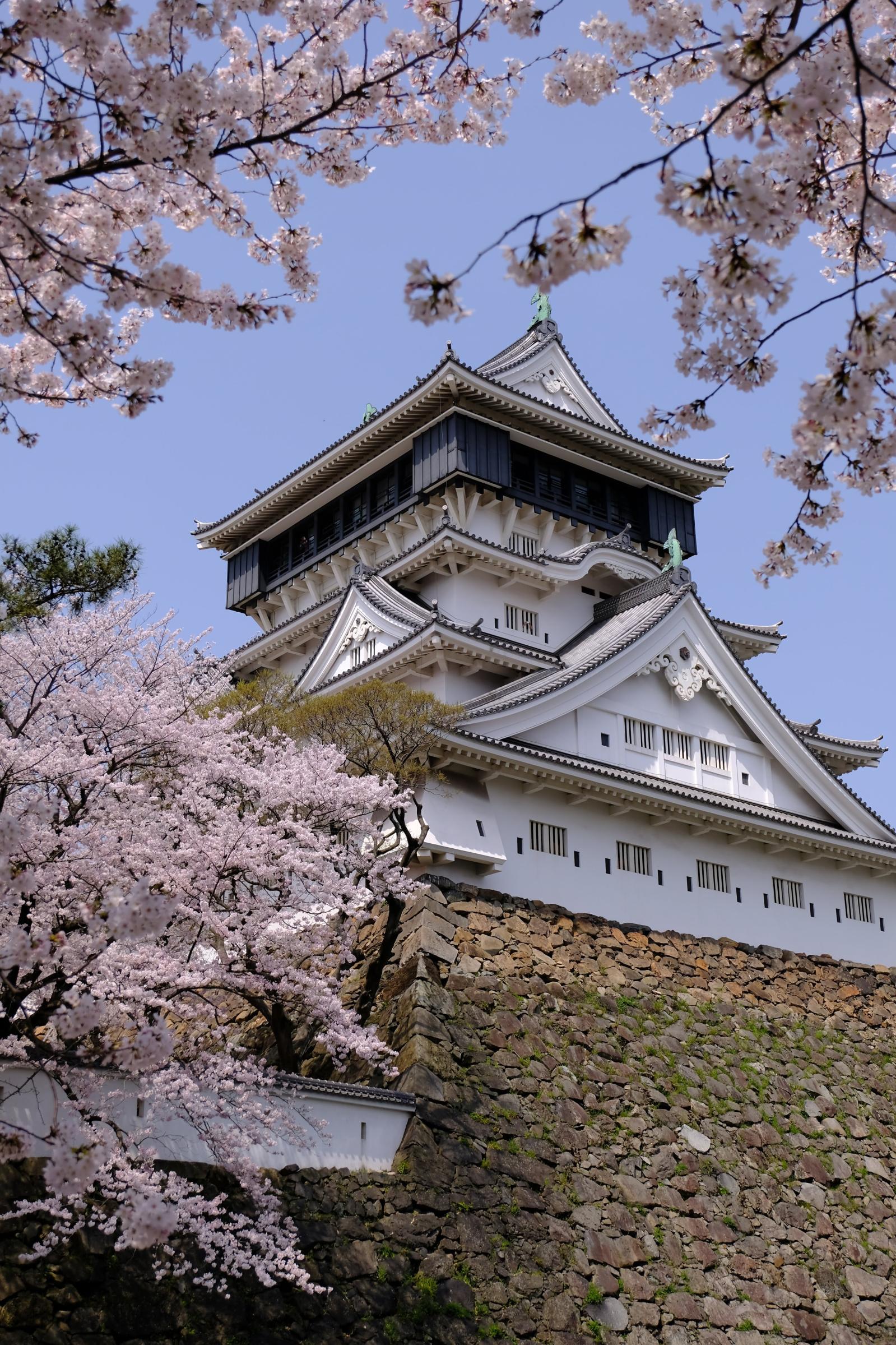 小倉城桜まつり-1