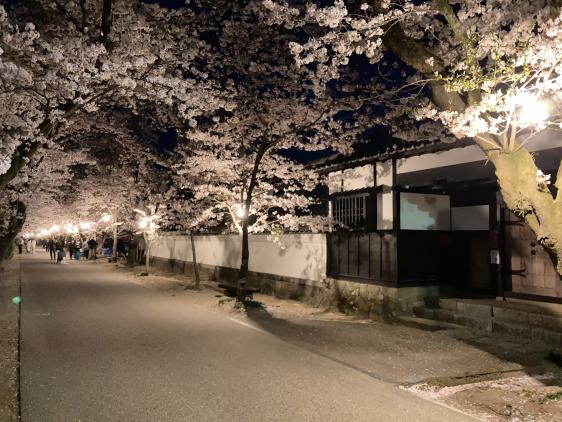 秋月杉の馬場の桜-5