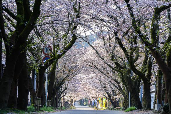 秋月杉の馬場の桜-3