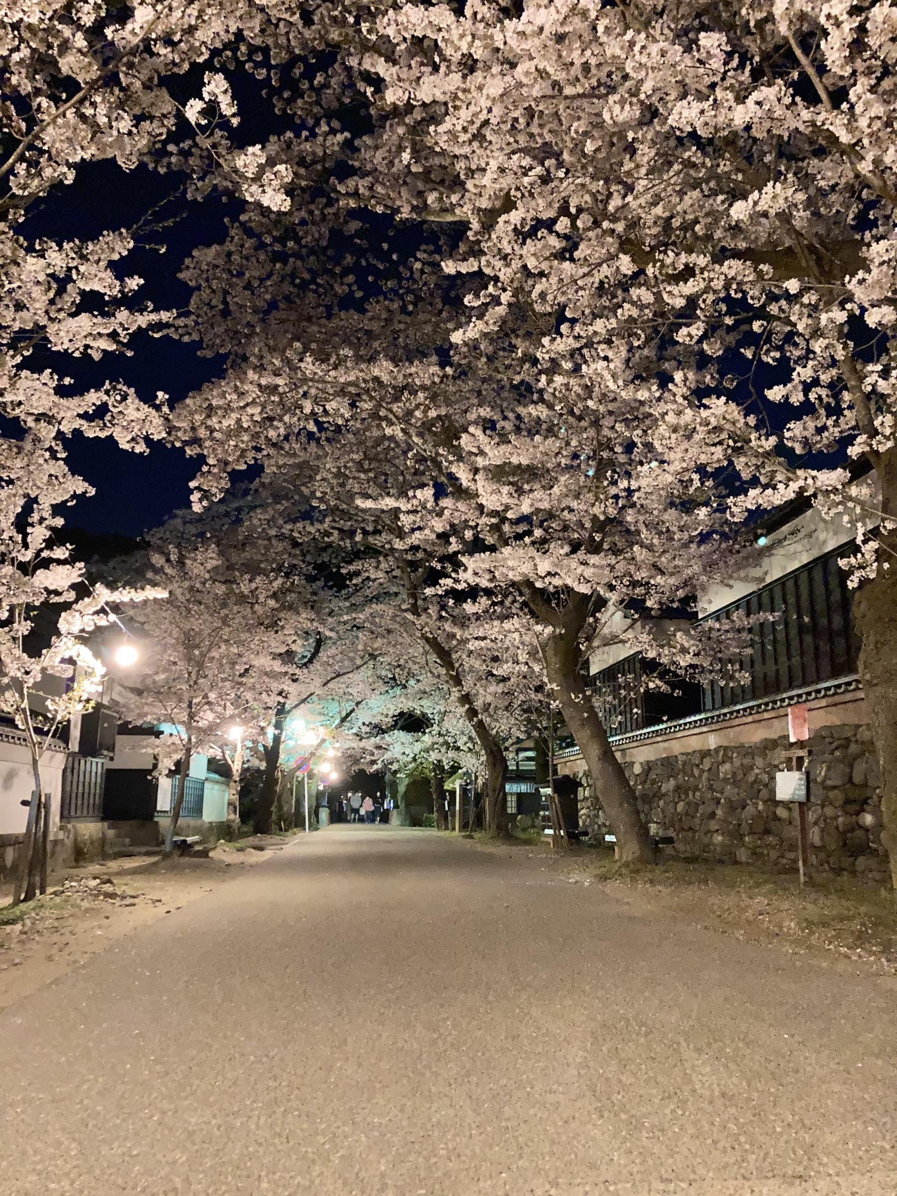 秋月杉の馬場の桜-7