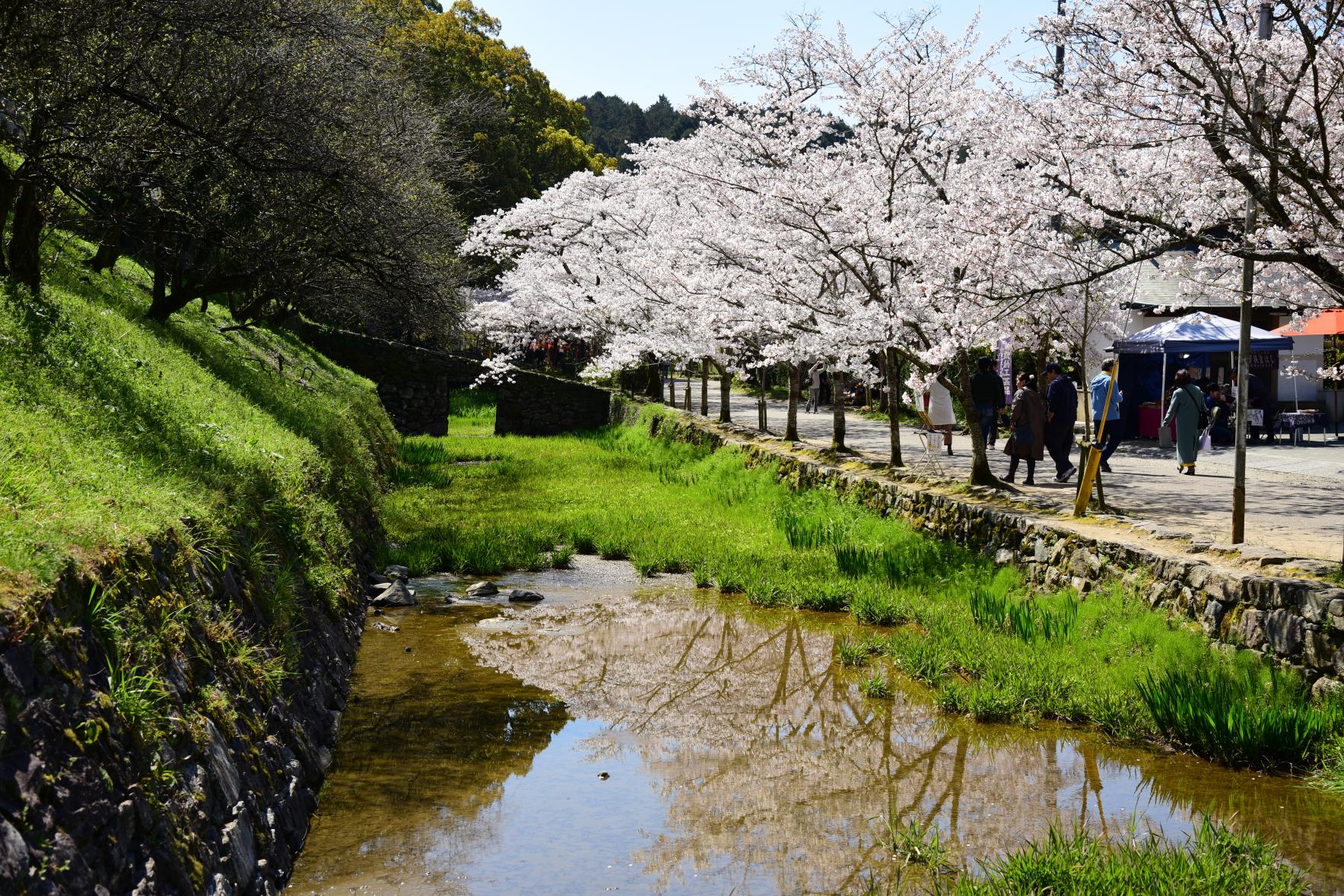 秋月杉の馬場の桜-9