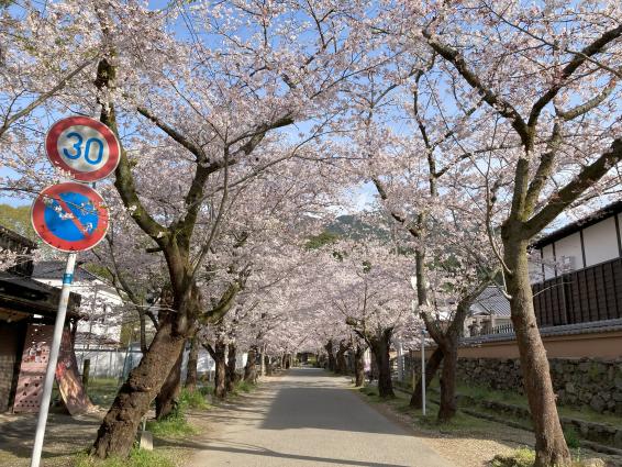 秋月杉の馬場の桜-4