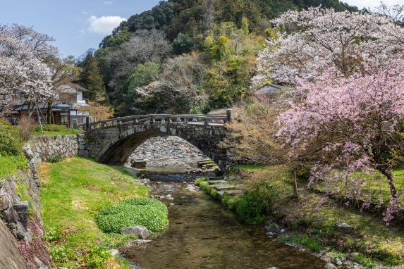 秋月杉の馬場の桜-1