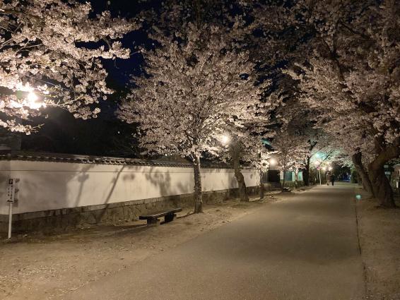 秋月杉の馬場の桜-6