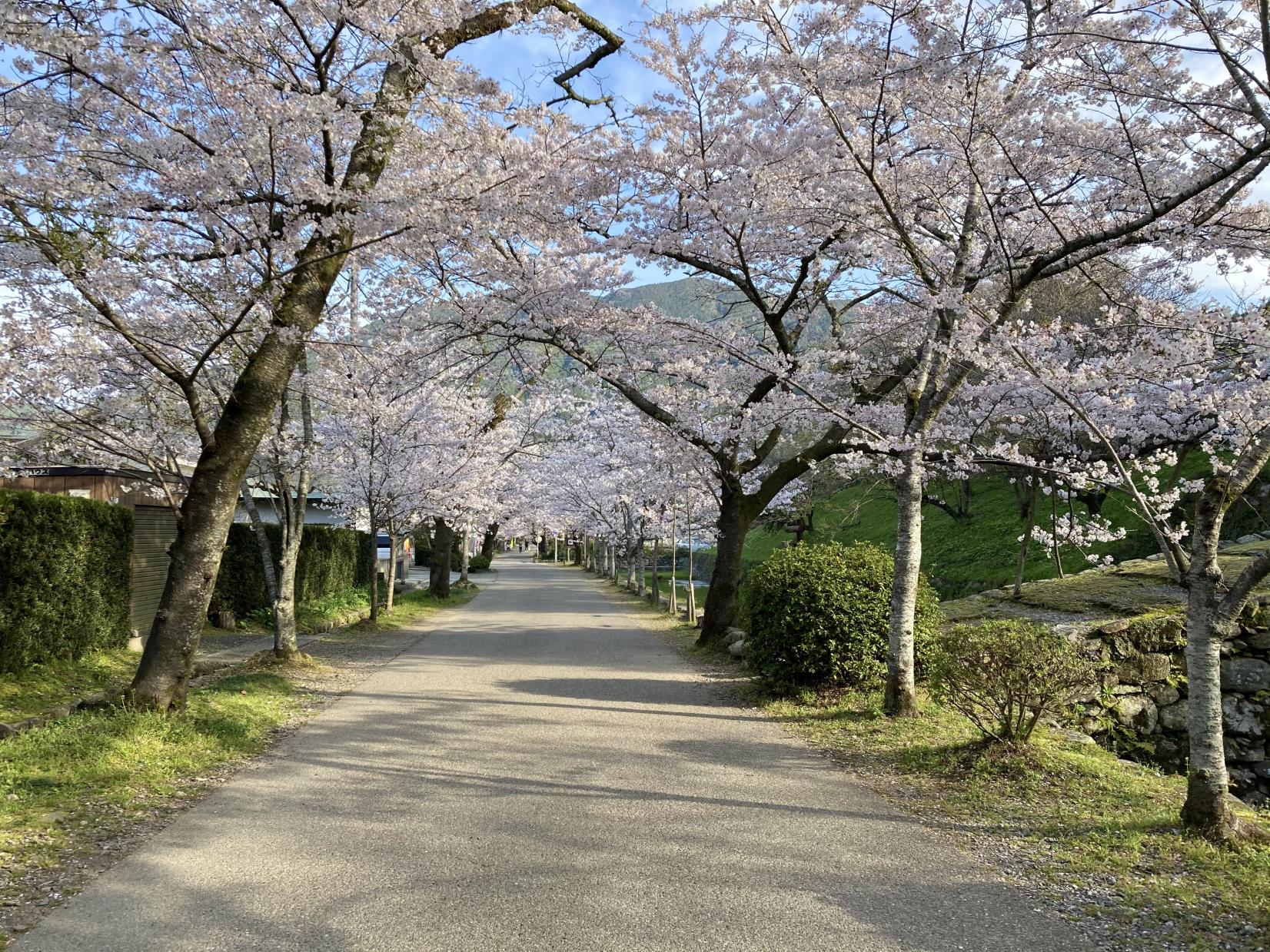 秋月杉の馬場の桜-2