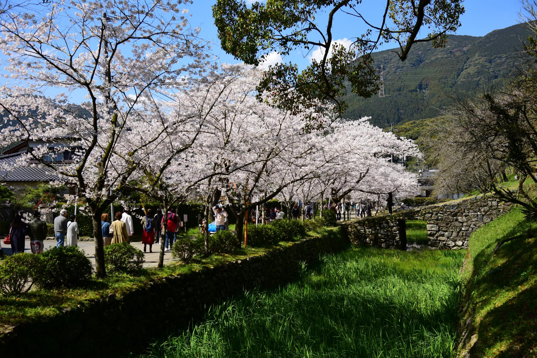 秋月杉の馬場の桜-8