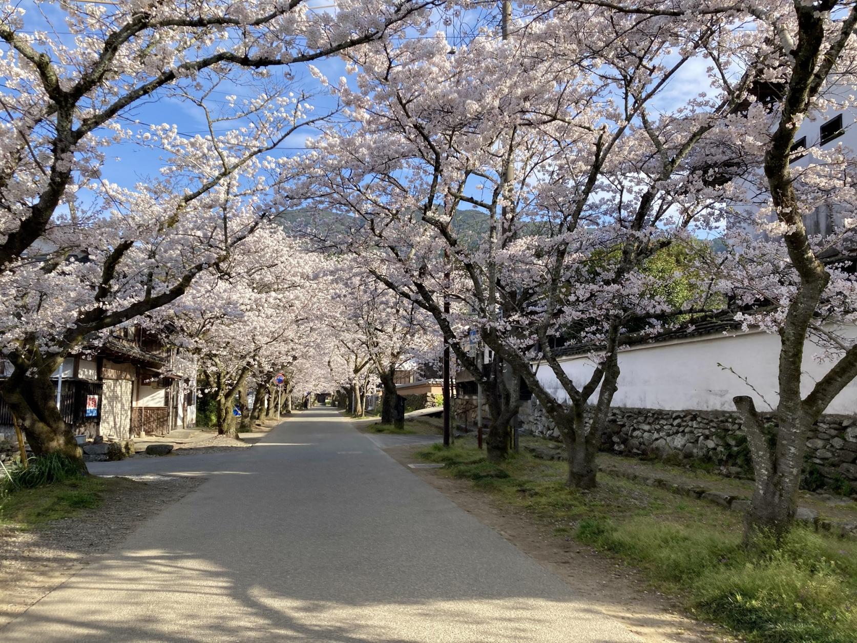 秋月杉の馬場の桜-2