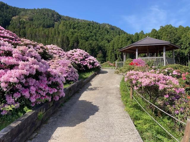 星の花公園-1
